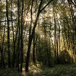 木屋 Veluwe Park Reewold Infinity 皮滕