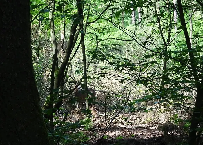 Veluwe Park Reewold Infinity Alpstuga Putten