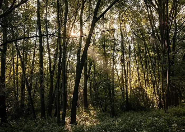 Alpstuga Veluwe Park Reewold Infinity Putten