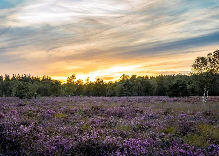 Veluwe Park Reewold Infinity